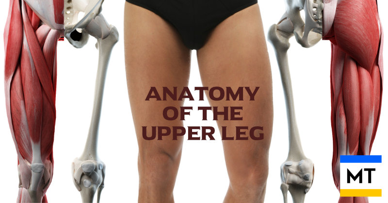 Muscles and bones of the upper human leg
