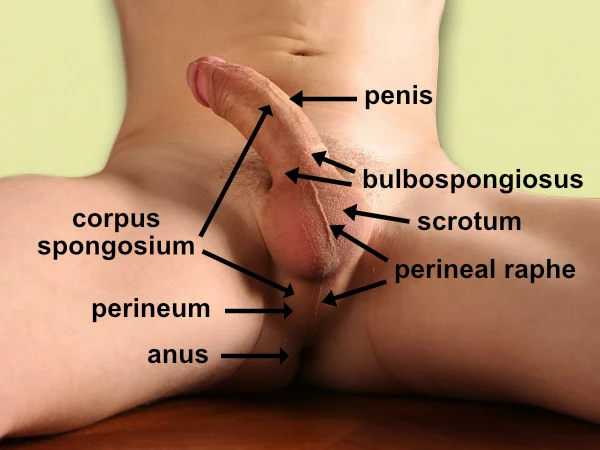 Anatomical diagram of male perineum